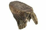 Juvenile Mammoth Molar - Siberia #227421-1
